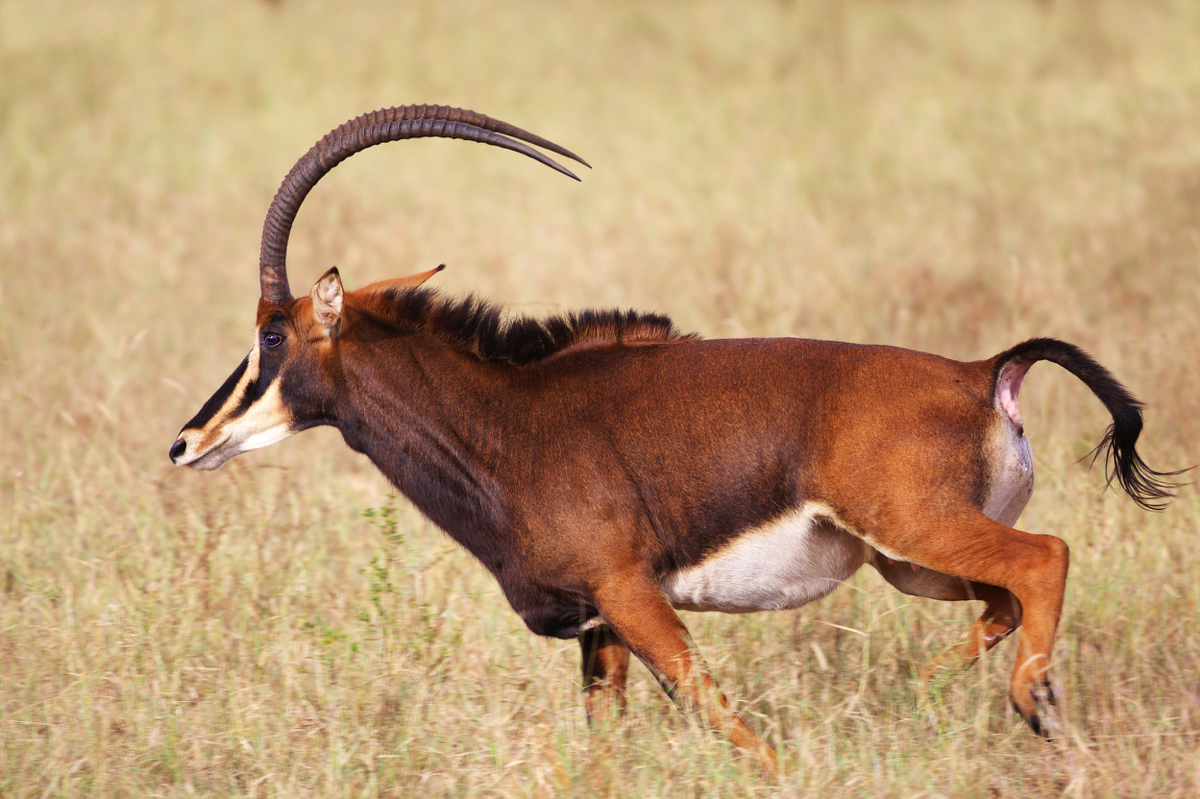 Sable Beale Hannes Maree Wild Game Sable